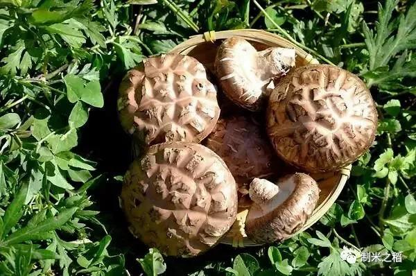 辣椒素紡織油助劑